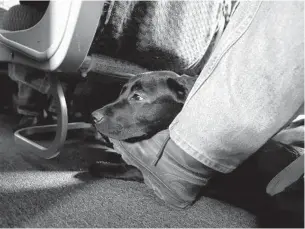  ?? JULIO CORTEZ AP FILE ?? A ser vice dog rests on a United Airlines plane during a training exercise. The Transporta­tion Department issued a rule on ser vice animals, saying they can only be dogs.