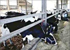  ?? THE YOMIURI SHIMBUN ?? Dairy cows are seen eating at a barn in Hokkaido.