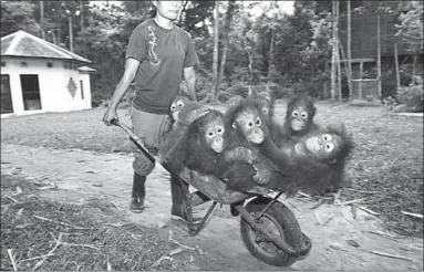  ??  ?? Young orphan Orangutans are taken in at night, at the Nyaru Menteng Rehabilita­tion Centre. (Photo: Christian Aslund)