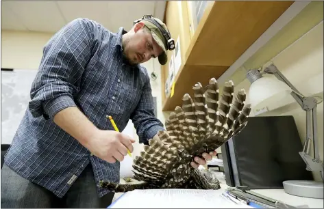  ?? TED S. WARREN — THE ASSOCIATED PRESS ?? Wildlife technician Jordan Hazan records data in a lab in Corvallis, Ore., from a male barred owl he shot earlier in the night.