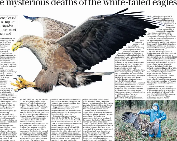  ?? ?? Downed: a white-tailed eagle on the Isle of Mull (main); the dead bird found in Dorset