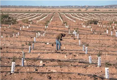  ?? MARK HENLE/THE REPUBLIC ?? A worker plugs holes in an irrigation line in a field of young pistachio trees at Peacock Nuts Co.'s farm in Kingman.