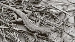  ?? Associated Press ?? The dunes sagebrush lizard has been a candidate for federal protection for nearly two decades, but it has yet to be added to the list of threatened and endangered species.