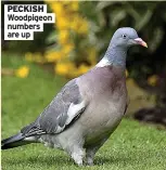  ?? ?? PECKISH Woodpigeon numbers are up