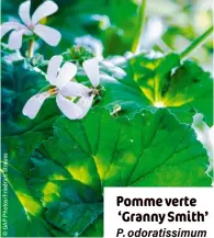  ?? ?? Pomme verte ‘Granny Smith’ P. odoratissi­mum