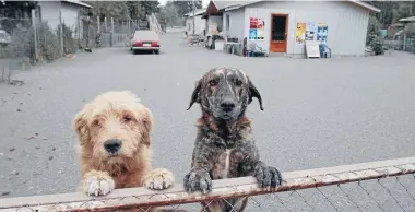  ?? Photo: REUTERS ?? Dogs look over a fence while standing on the ground covered in ash from Calbuco volcano in Ensenada.