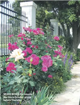  ??  ?? MIXED ROSES. For blooms like this in October, prune before Thursday.