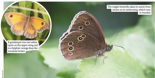  ??  ?? A gatekeeper has two white spots on the upper wing and is a brighter orange than the meadow brown The ringlet butterfly takes its name from circles on its underwing, which vary in number