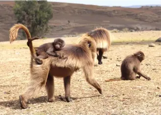  ??  ?? A YOUNG gelada baboon clings to its mother in the mountainou­s region of the Simien National Park in Gondar.