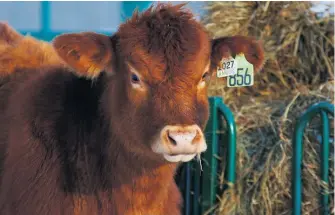  ??  ?? Le système québécois se base sur l’identifica­tion permanente des animaux.