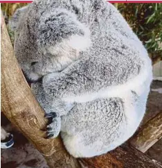  ??  ?? Koalas sleep up to 22 hours a day.