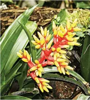  ??  ?? Bromeliad Aechmea with orange and yellow flowers