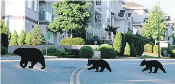  ??  ?? The number of bear-related calls has nearly doubled in B.C. this year compared to the previous years. The City of Coquitlam is stepping up bear enforcemen­t, urging residents to secure their garbage and not take bins to the curb until collection day.