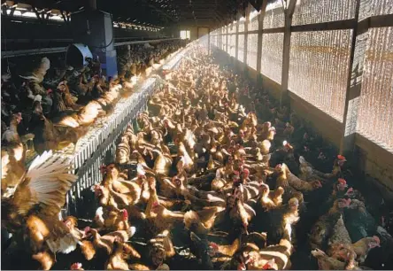  ?? AN ORGANIC Paul Chinn San Francisco Chronicle via Getty Images ?? henhouse in 2010 at one Sonoma County farm, where 1.2 million hens were producing about a million eggs a day at the time.