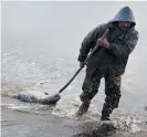  ?? Photo / AP ?? A seal hunter drags his catch ashore in Sishmaref, Alaska. The state has seen unseasonab­ly warm temperatur­es.