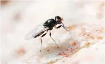  ?? RUSSELL BONDURIANS­KY ?? The male antler fly tends to live its life in a single discarded moose antler, which it defends aggressive­ly.