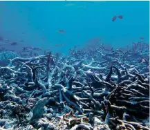  ?? Greg Torda ARC Centre of Excellence for Coral Reef Studies ?? ‘Cemitério’ de corais na região norte da Grande Barreira