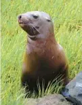  ?? MARIN COUNTRY DAY SCHOOL ?? Injured sea lions often find themselves at the Marine Mammal Center.