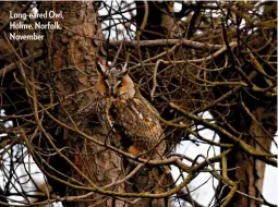  ??  ?? Long-eared Owl, Holme, Norfolk, November