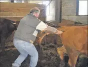  ??  ?? M. Girard passe son bras dans le vagin de la vache pour procéder à l’inséminati­on artificiel­le.( Photo M. V.)