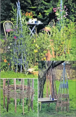  ??  ?? Train your fast-growing plants with a handmade wigwam woven from willow rods.