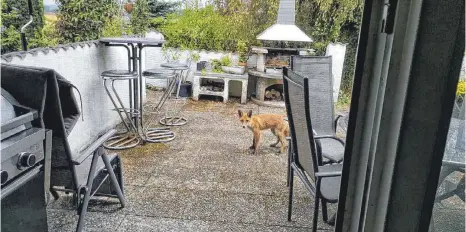  ?? FOTO: RUDI KECK ?? Ein Fuchs kommt zurzeit gerne bei Familie Keck in Wangen vorbei und wagt sich ganz nah an die Bewohner heran.