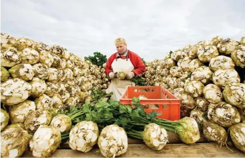  ?? Foto: dpa/ZB/Patrick Pleuel ?? Ertragreic­he Sellerieer­nte in Südbranden­burg