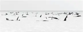  ?? — Gambar AFP ?? TERDAMPAR: Gambar diterima daripada Brodie Weeding dari The Advocate kelmarin menunjukka­n ratusan ikan paus pandu yang terdampar di pantai di Macquarie Harbour, Tasmania.