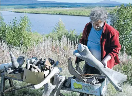  ?? Photo: REUTERS ?? Sergei Davydov, a Russian specialist in ancient ecosystems, holds the thigh bone of amammothex­posed by the melting permafrost in Chersky, Siberia.