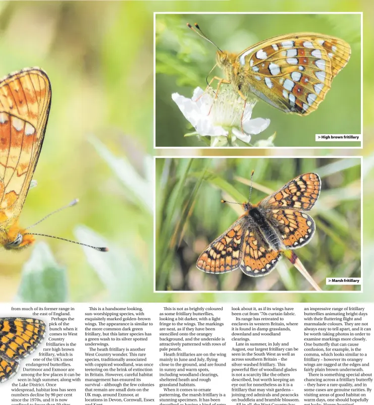  ?? Photos: Charlie Elder ?? > High brown fritillary > Marsh fritillary