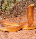  ??  ?? Cape cobra