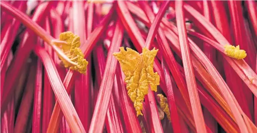  ??  ?? ● Long, crimson rhubarb stalks flourish in the sunniest spots and will be ready to eat in the spring or even earlier