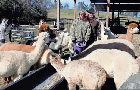  ?? Doug Walker ?? Maryann and Marty Marsh bring out the feed bucket to supplement the grass and hay their alpacas and llamas eat at TMMA Farms and Sanctuary.