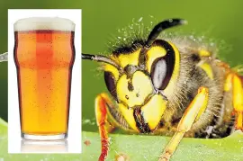  ??  ?? Wasps are getting drunk on fermented fruit and beer in pub gardens