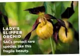  ?? PHOTO: SHUTTERSTO­CK ?? LADY’S SLIPPER ORCHID SACs protect rare species like this fragile beauty.