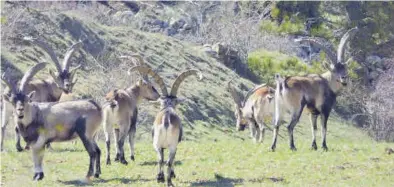  ?? JOAQUÍN ALEGRE ?? La superpobla­ción de cabras hispánicas en Castellón constituye en algunas zonas un peligro para la agricultur­a.