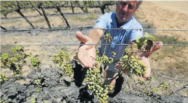  ?? Picture: Esa Alexander ?? Gideon van Zyl, a farmer in Vredendal in the Western Cape, with sun-damaged grapes on his vines.