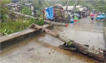  ?? CONTRIBUTE­D FOTO ?? TOPPLED. Heavy rains and strong winds brought about by tropical storm Urduja uprooted several trees in Bogo City, northern Cebu and blocked one of the city’s roads.