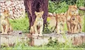  ?? ASHOK DUTTA/HT PHOTO ?? The cubs whose birthday was celebrated on Thursday.