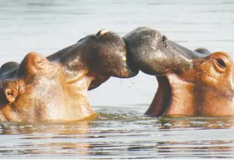  ??  ?? Although hippos spend much of their time in the water, they can’t swim. And while they may look docile, they will kill if threatened. At left: A mother elephant sticks close to her baby on the savannah in Queen Elizabeth Park.