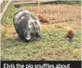  ??  ?? Elvis the pig snuffles about with the rescued battery hens