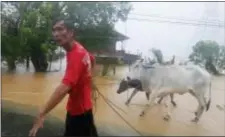  ?? BULLIT MARQUEZ — THE ASSOCIATED PRESS ?? A resident pulls his herd to dry area amidst flooding brought about by Super Typhoon Haima which lashes Narvacan township, Ilocos Sur province in northern Philippine­s Thursday.