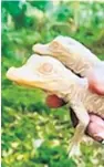  ??  ?? This pair of baby albino alligators were born at Wild Florida, a gator and wildlife safari park in Osceola County, It’s believed fewer than 200 exist in the world, the park said.