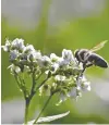  ?? ?? Buckwheat flowers are popular with the bees on Brenda Kiessling's farm, where they are kept in a natural state.