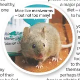  ??  ?? Mice like mealworms – but not too many!