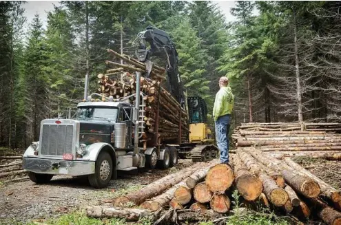  ??  ?? Workers thin fir trees at Cedar Row Farm near Portland, Ore. Small, private forests, which make up more than half of the forestland in the United States, can be turned into potent weapons against climate change.