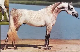  ??  ?? Below: Dreamazon, foaled in 1977, was bred by David C. Bishop but later acquired by Al-Marah. Like Gai Parada, Dreamazon is intensely inbred to *Raffles and like him, is known for siring “extreme” heads. Both stallions have tended to sire halter...