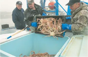  ??  ?? La grande majorité des pêcheurs de crabe des neiges ont atteint leur quota malgré les mesures pour protéger les baleines noires. - Archives