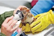 ??  ?? A screech owl gets sedated before an examinatio­n by the veterinari­an at WildCare in Noble.