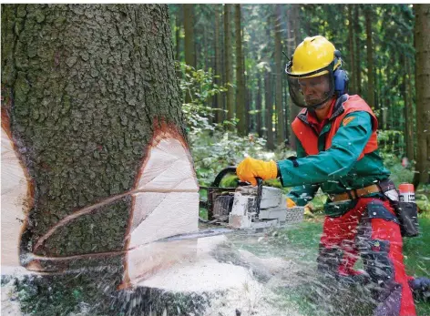  ?? ARCHIVFOTO: ARNE DEDERT/DPA ?? Waldarbeit ist anstrengen­d und mitunter gefährlich. Problemati­sch sind aber auch verbale und körperlich Angriffe von anderen Menschen im Wald, beklagt der Bund deutscher Forstleute.